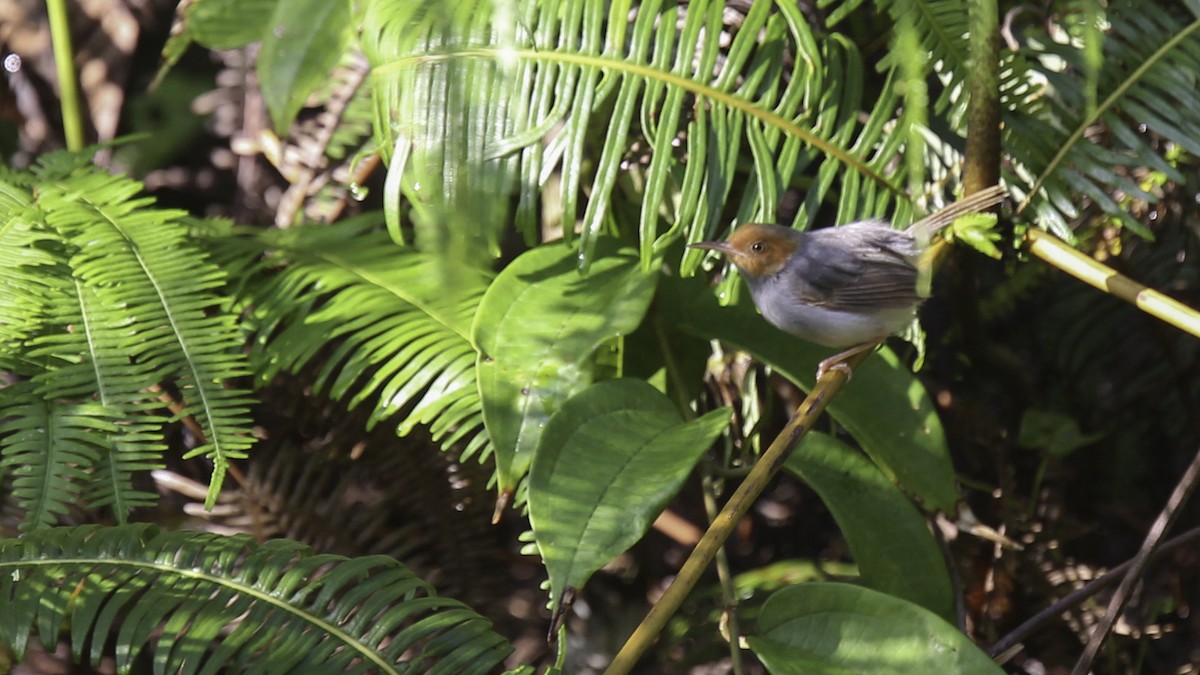 Ashy Tailorbird - Robert Tizard