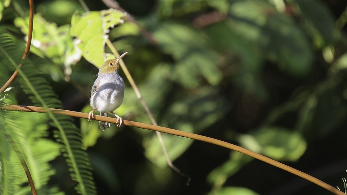 Ashy Tailorbird - Robert Tizard