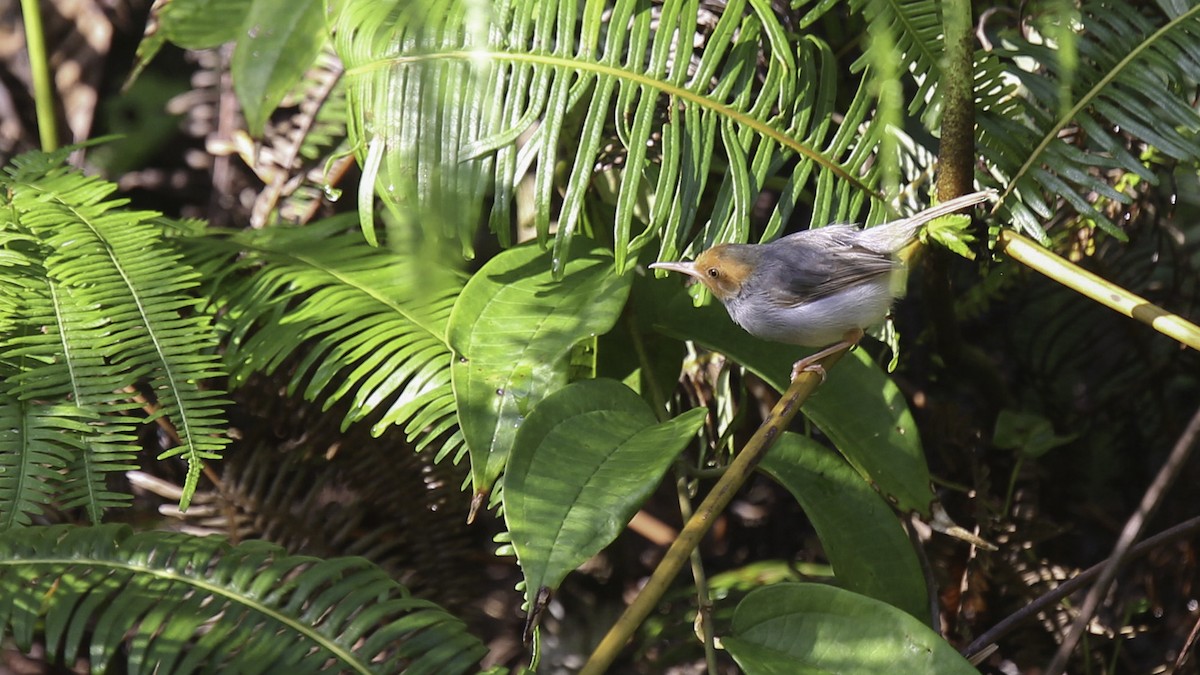 Ashy Tailorbird - ML612280656