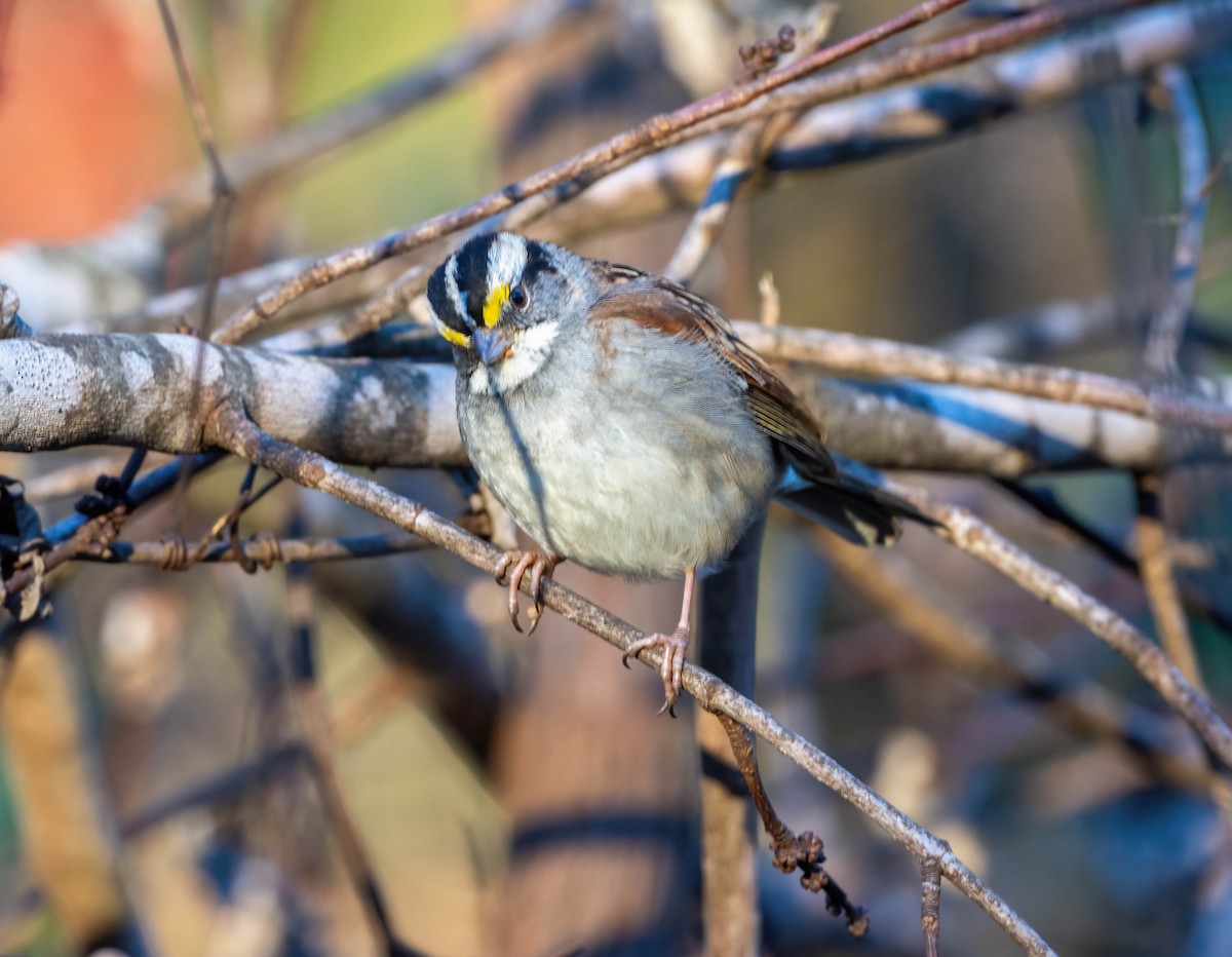 White-throated Sparrow - Eric Bodker