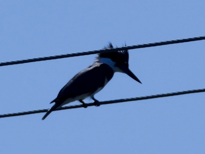 Belted Kingfisher - Kristi DeCourcy