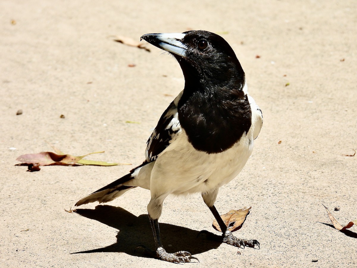 Pied Butcherbird - ML612280762