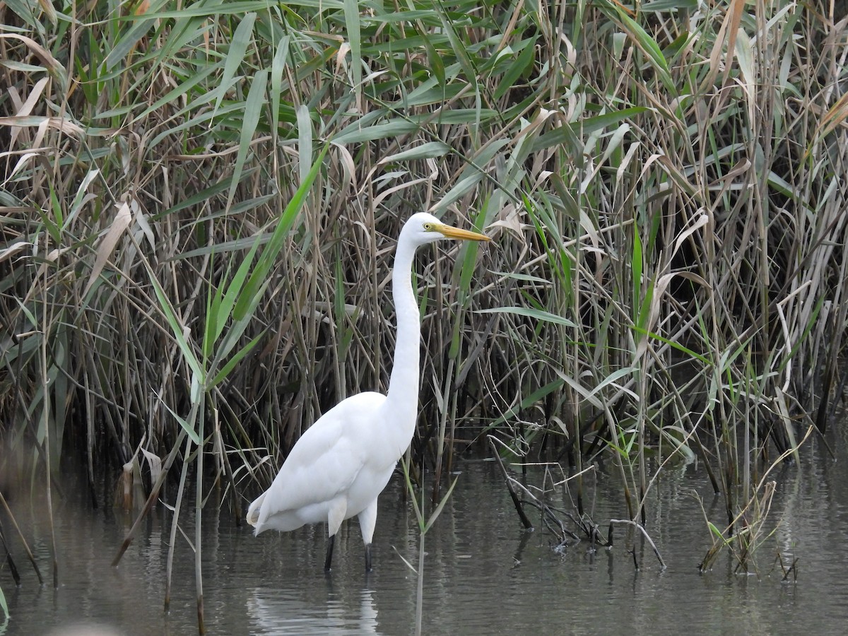 Great Egret - 虹樺 陳