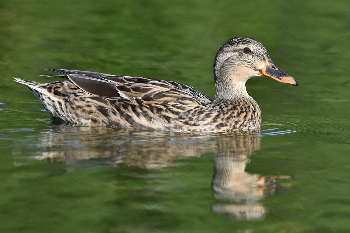 Canard colvert - ML612280767