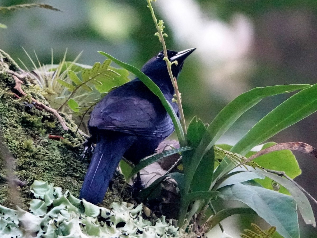 Jamaican Blackbird - ML612280769