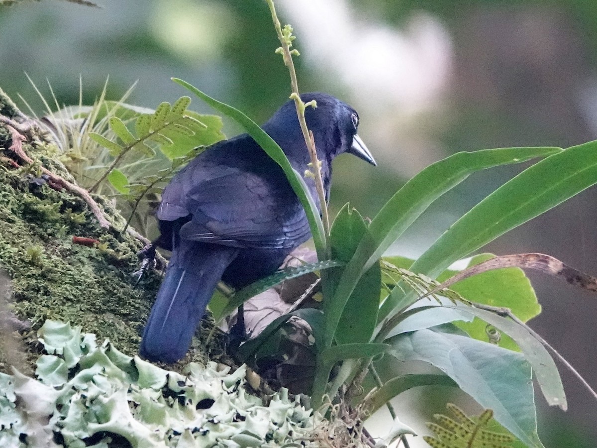 Jamaican Blackbird - ML612280770