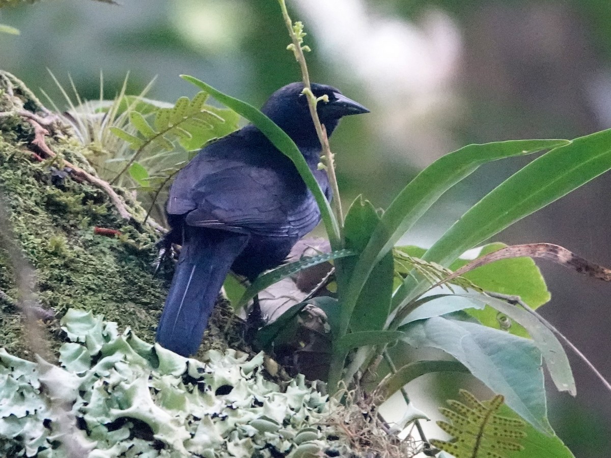 Jamaican Blackbird - ML612280771