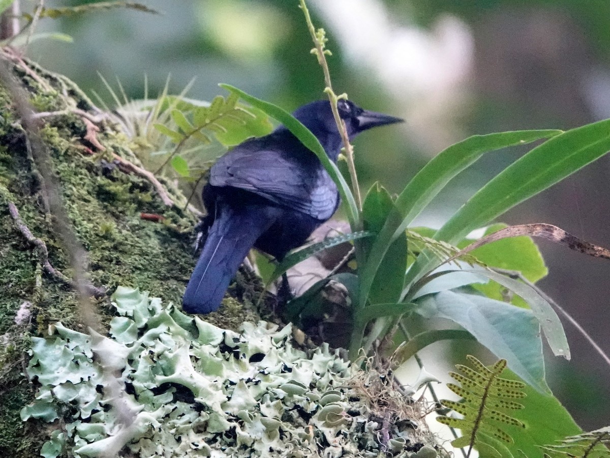 Jamaican Blackbird - ML612280772