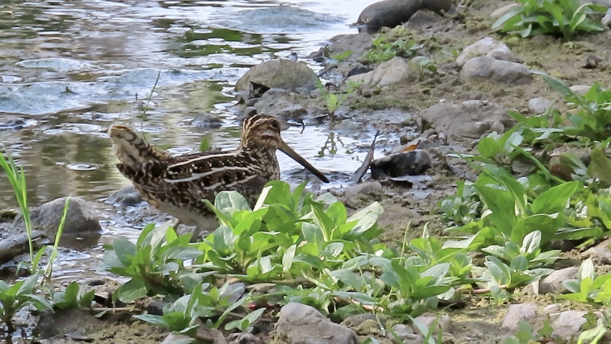 Wilson's Snipe - ML612280809