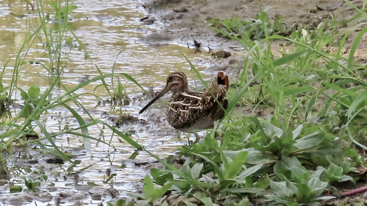 Wilson's Snipe - ML612280810