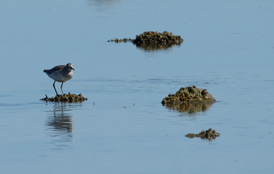 Wood Sandpiper - Matty Doyle