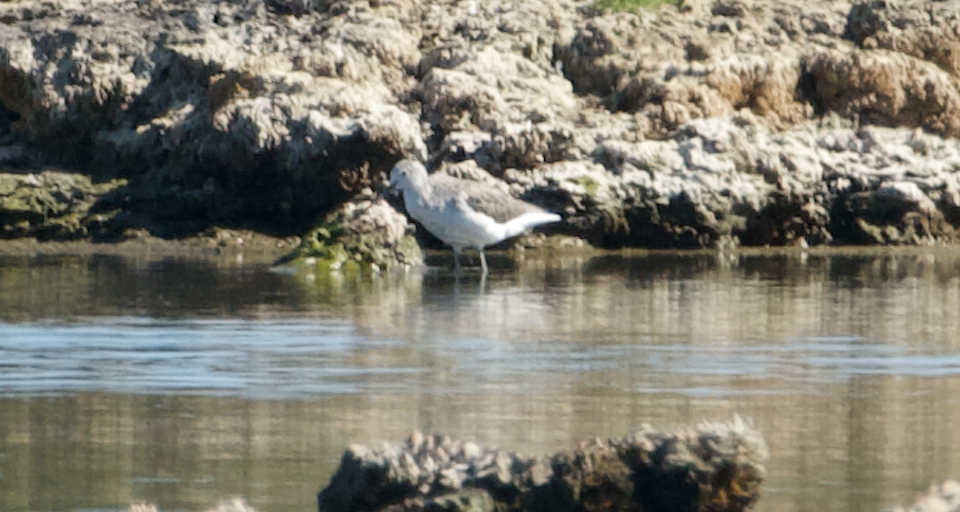 Common Greenshank - Matty Doyle