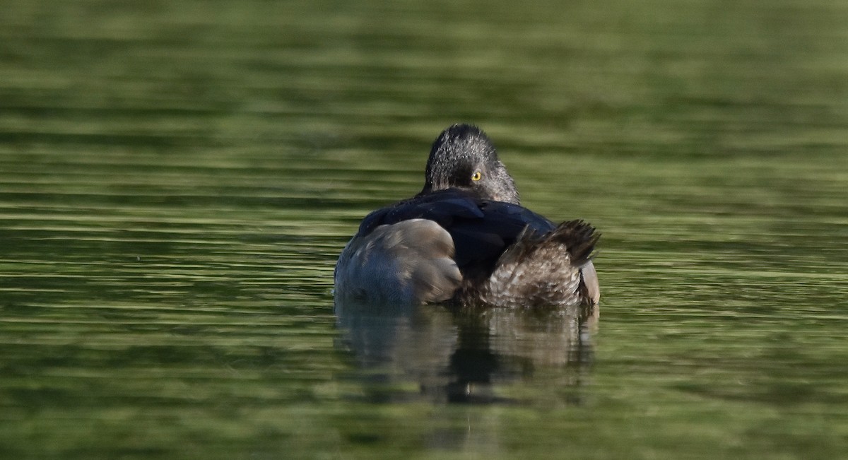 Ring-necked Duck - ML612280863