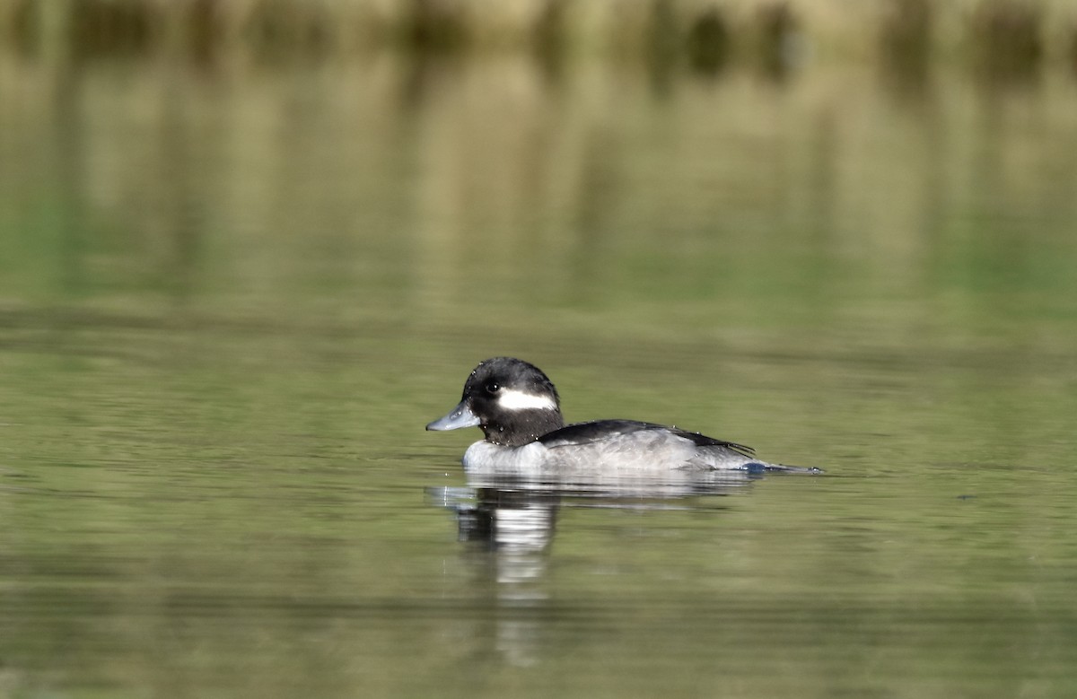 Bufflehead - ML612280892