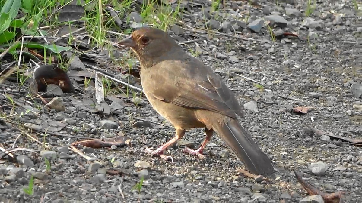 California Towhee - ML612280986