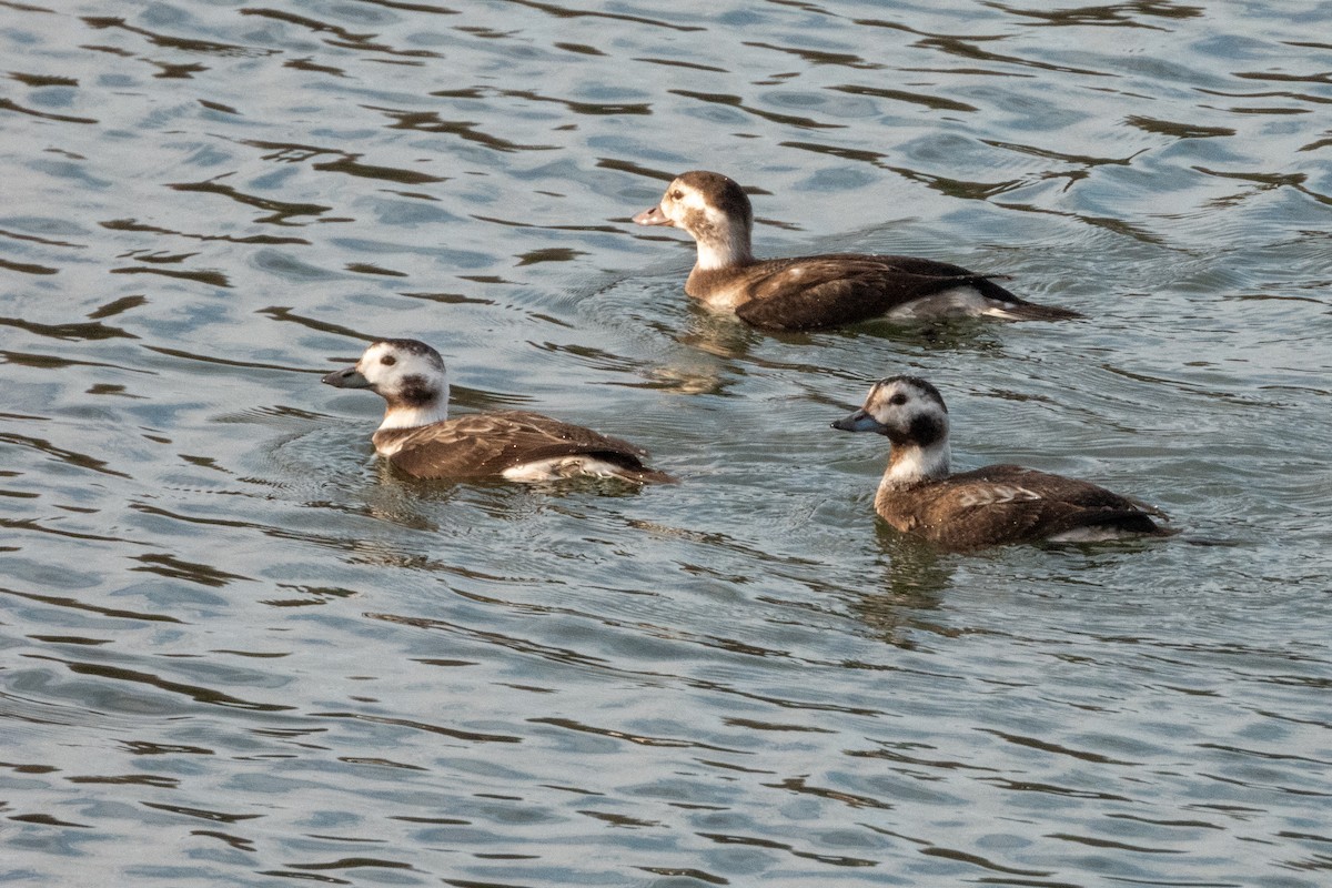 Long-tailed Duck - ML612281014