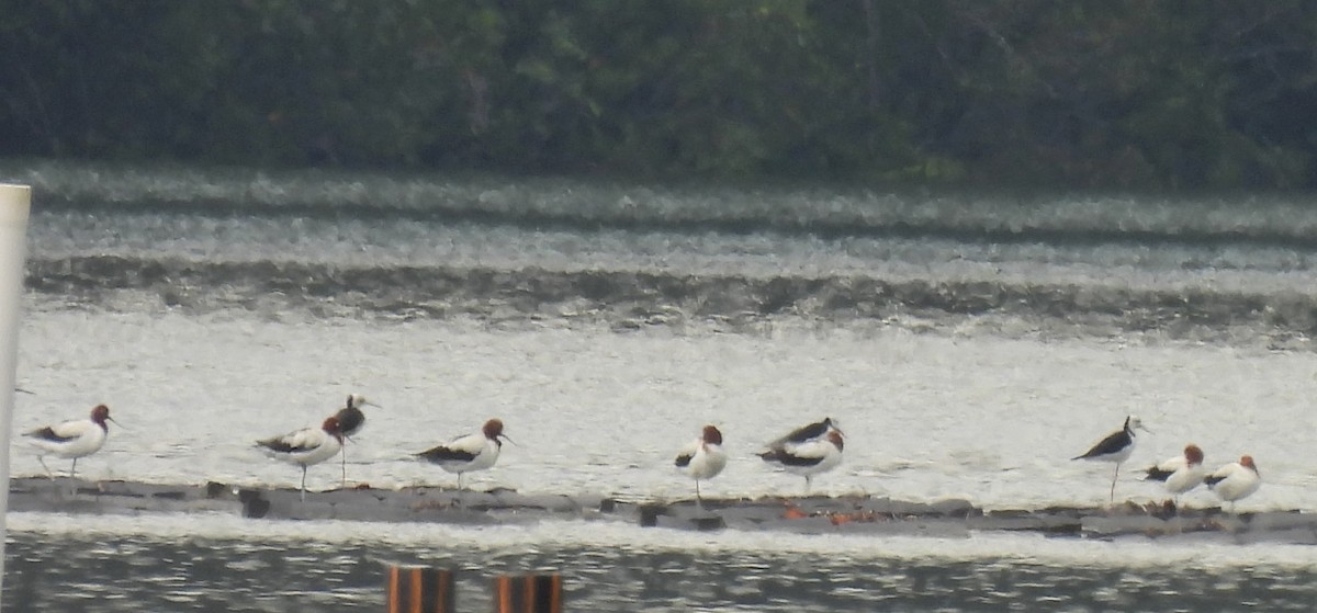 Red-necked Avocet - ML612281018