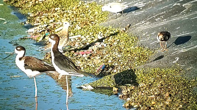 Ruddy Turnstone - ML612281023