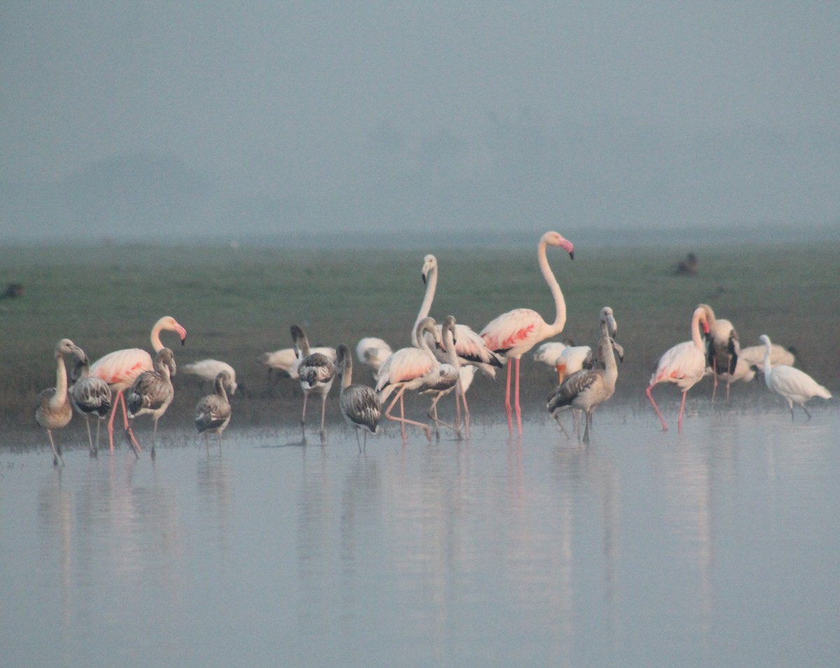 Greater Flamingo - ML612281028