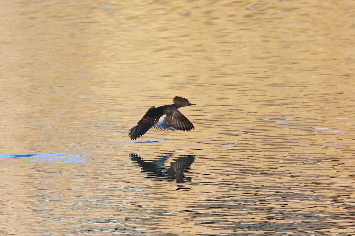 Hooded Merganser - ML612281030