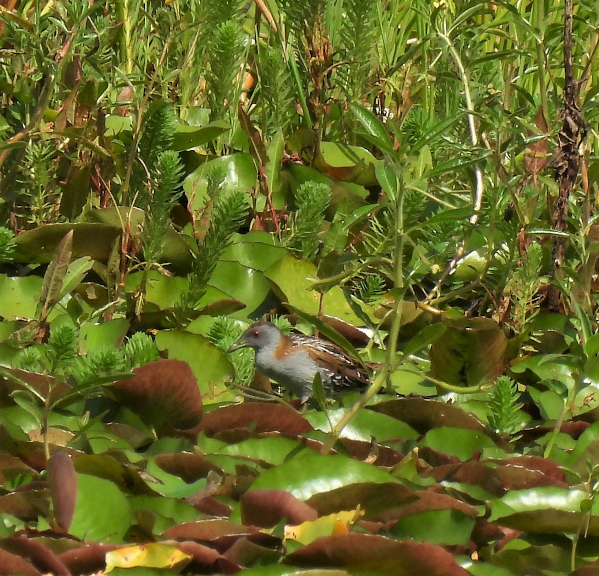 Baillon's Crake (Australasian) - Kathy Wilk