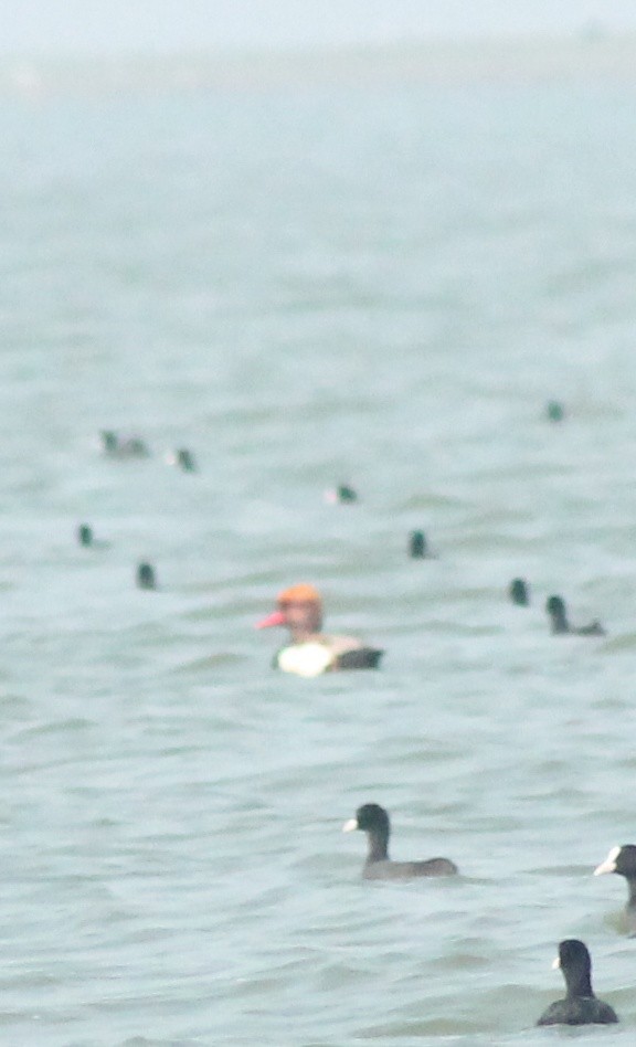 Red-crested Pochard - ML612281128