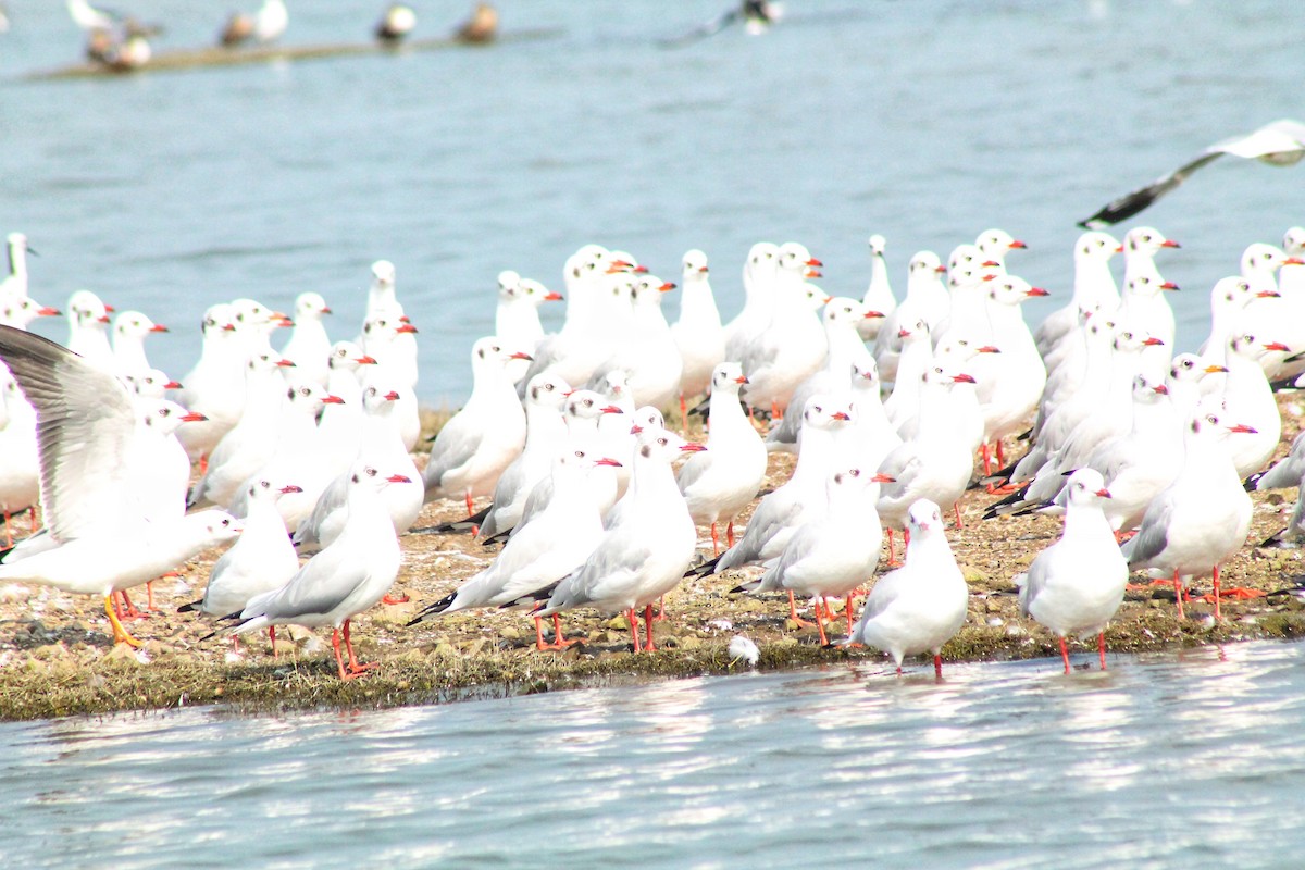 Brown-headed Gull - ML612281169