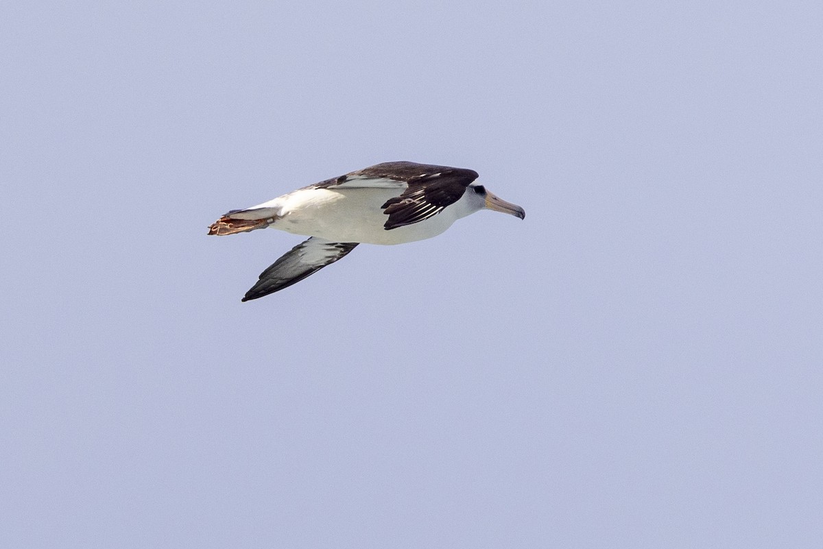 albatros laysanský - ML612281171