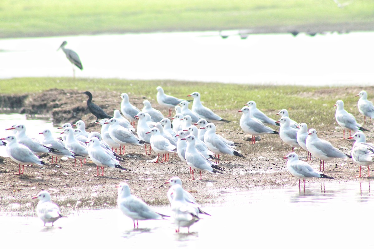 Brown-headed Gull - ML612281205