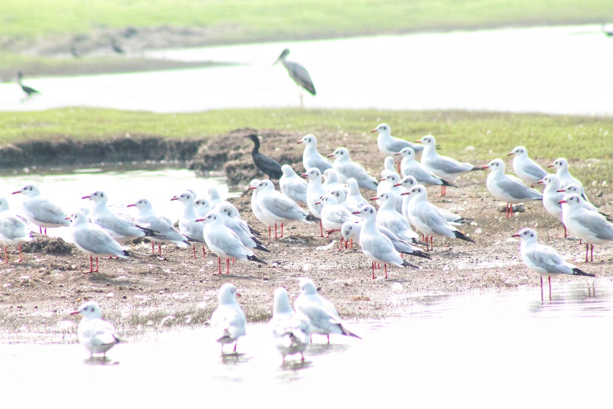 Brown-headed Gull - ML612281212