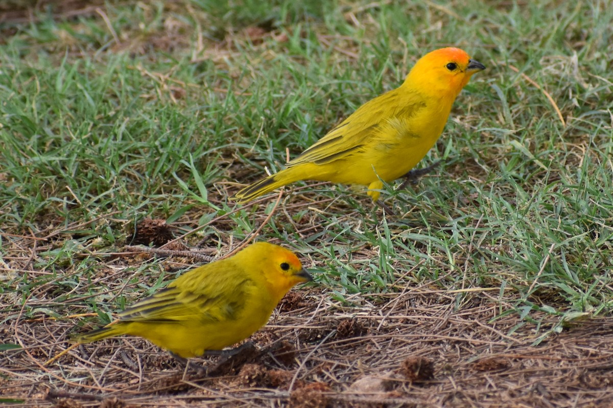 Saffron Finch - ML612281215