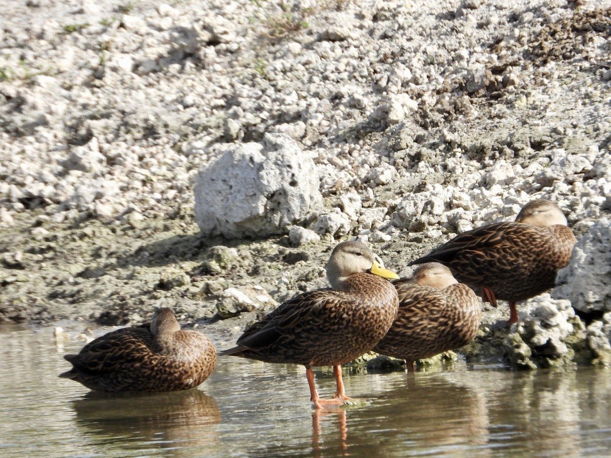 Mottled Duck - ML612281263