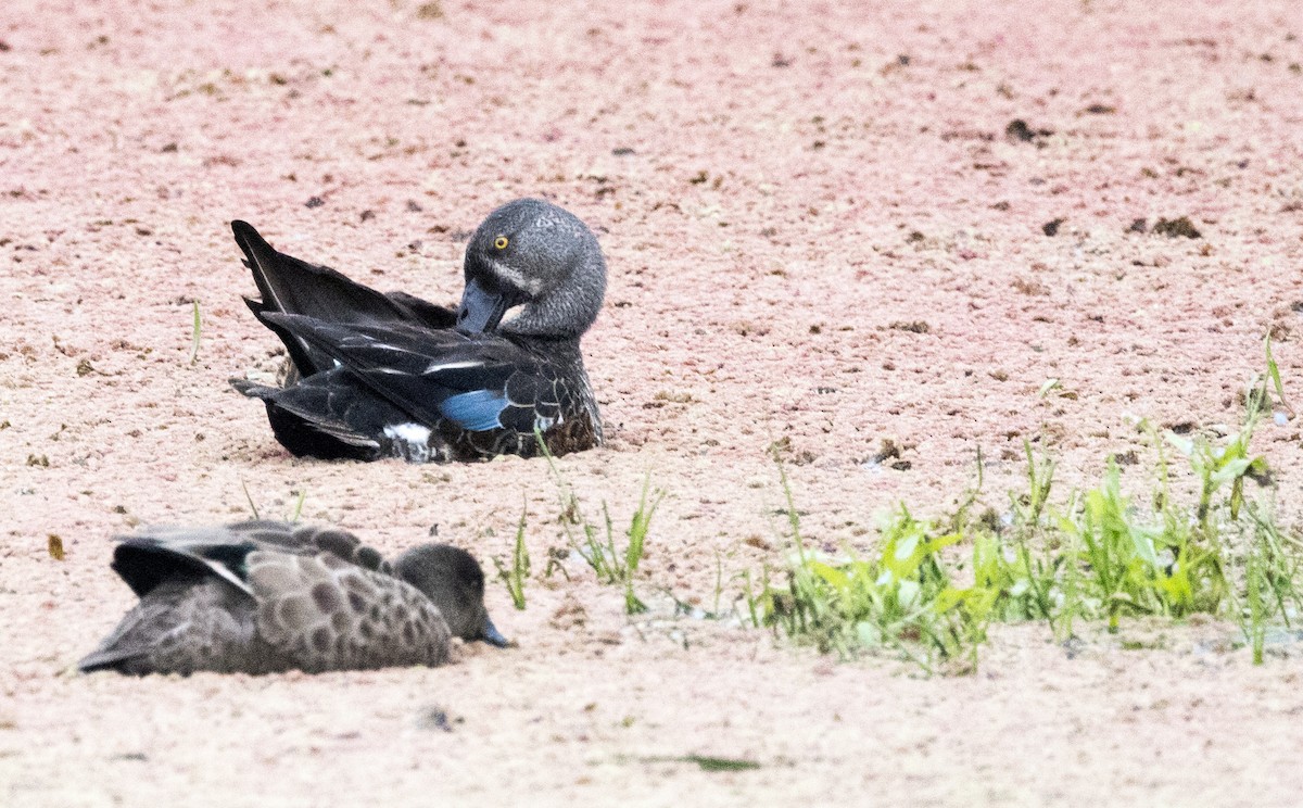 Australasian Shoveler - Chris Barnes