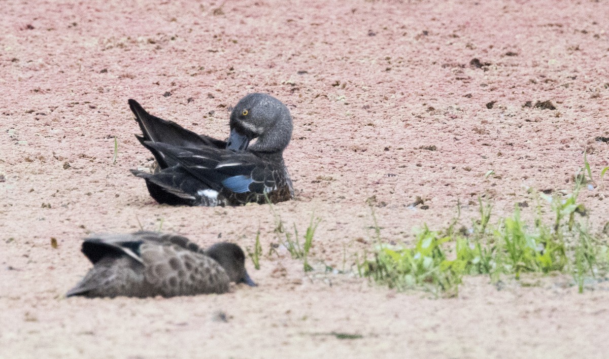 Australasian Shoveler - ML612281376