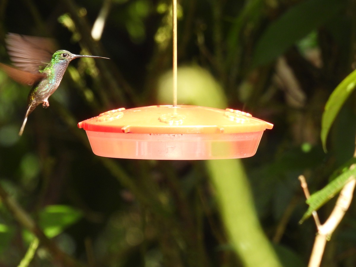 kolibřík zelenohřbetý - ML612281446