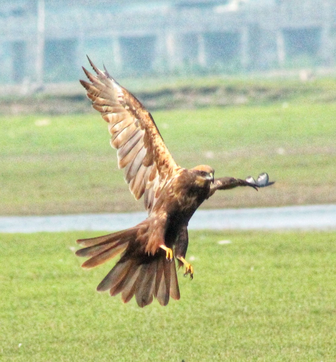 Western Marsh Harrier - ML612281520