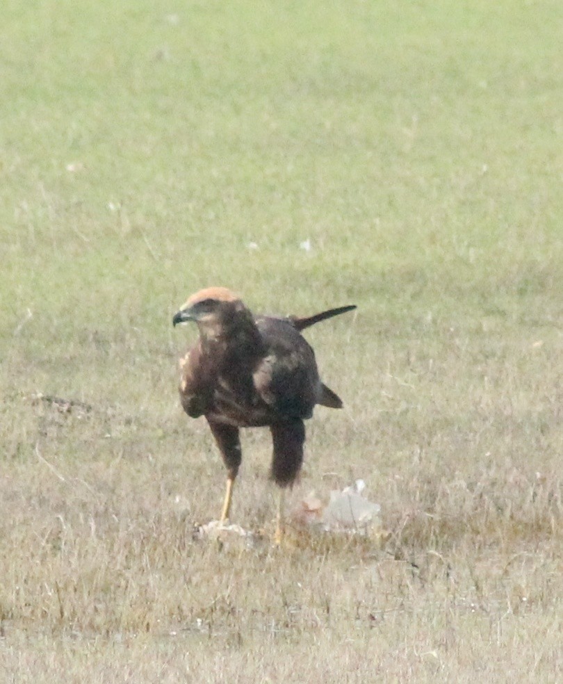 Western Marsh Harrier - ML612281521