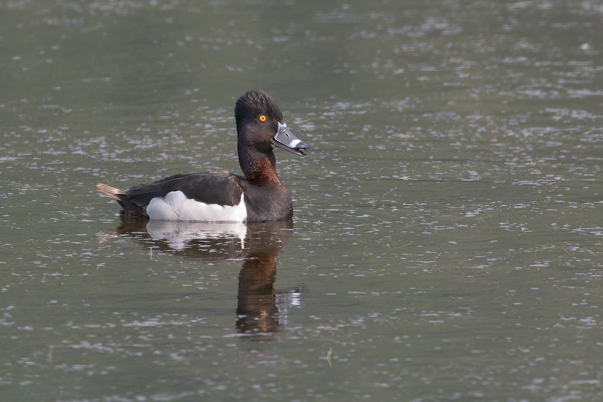 Ring-necked Duck - ML612281536