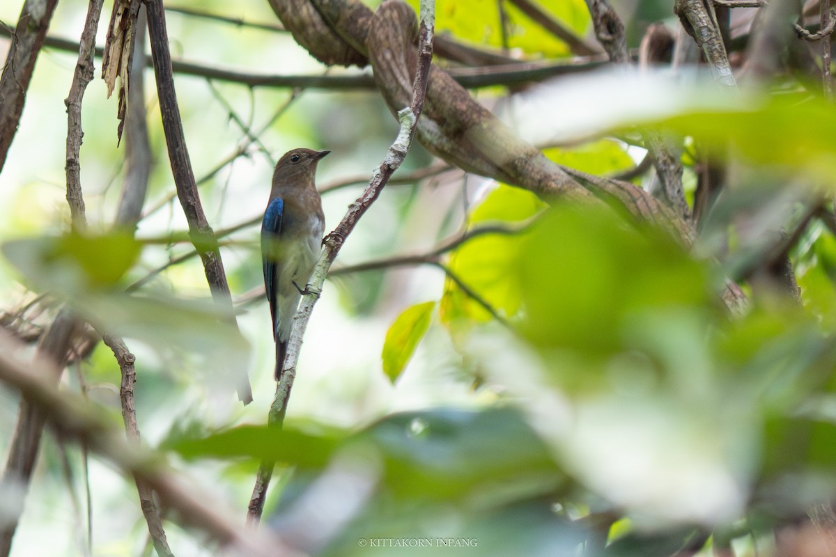 Blue-and-white/Zappey's Flycatcher - Kittakorn Inpang
