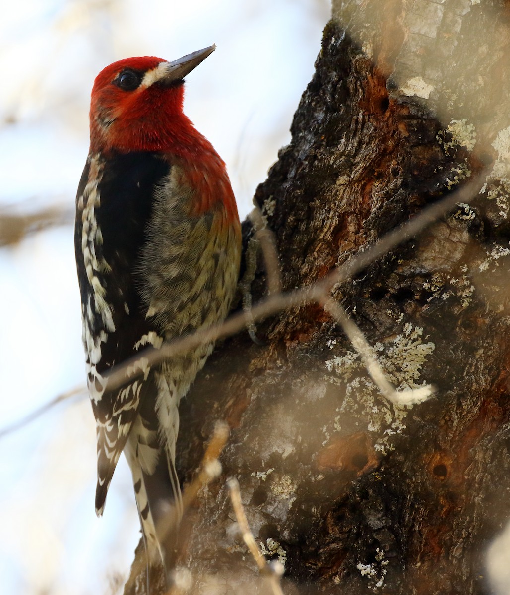 Red-breasted Sapsucker - ML612281686