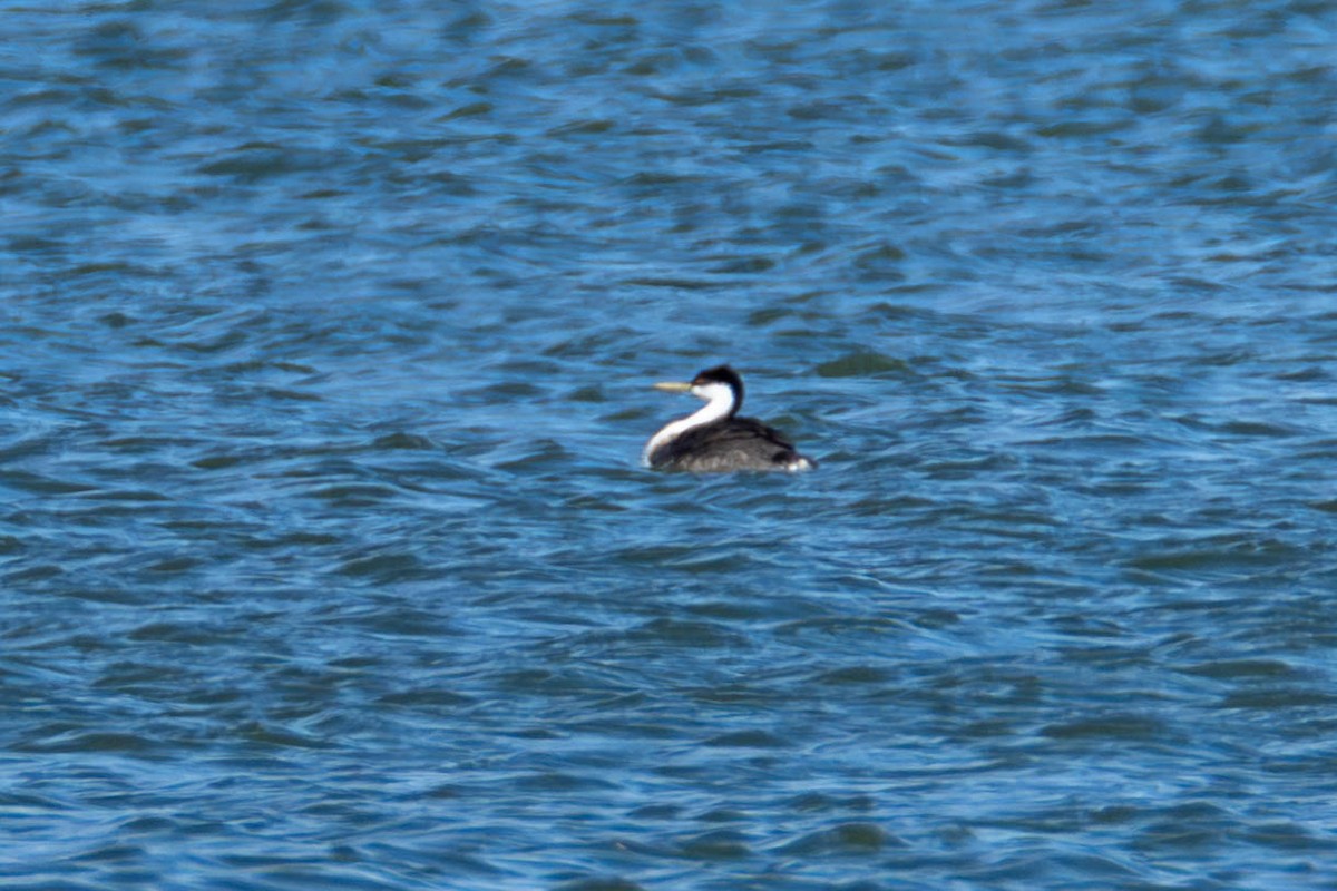 Western Grebe - James Davis