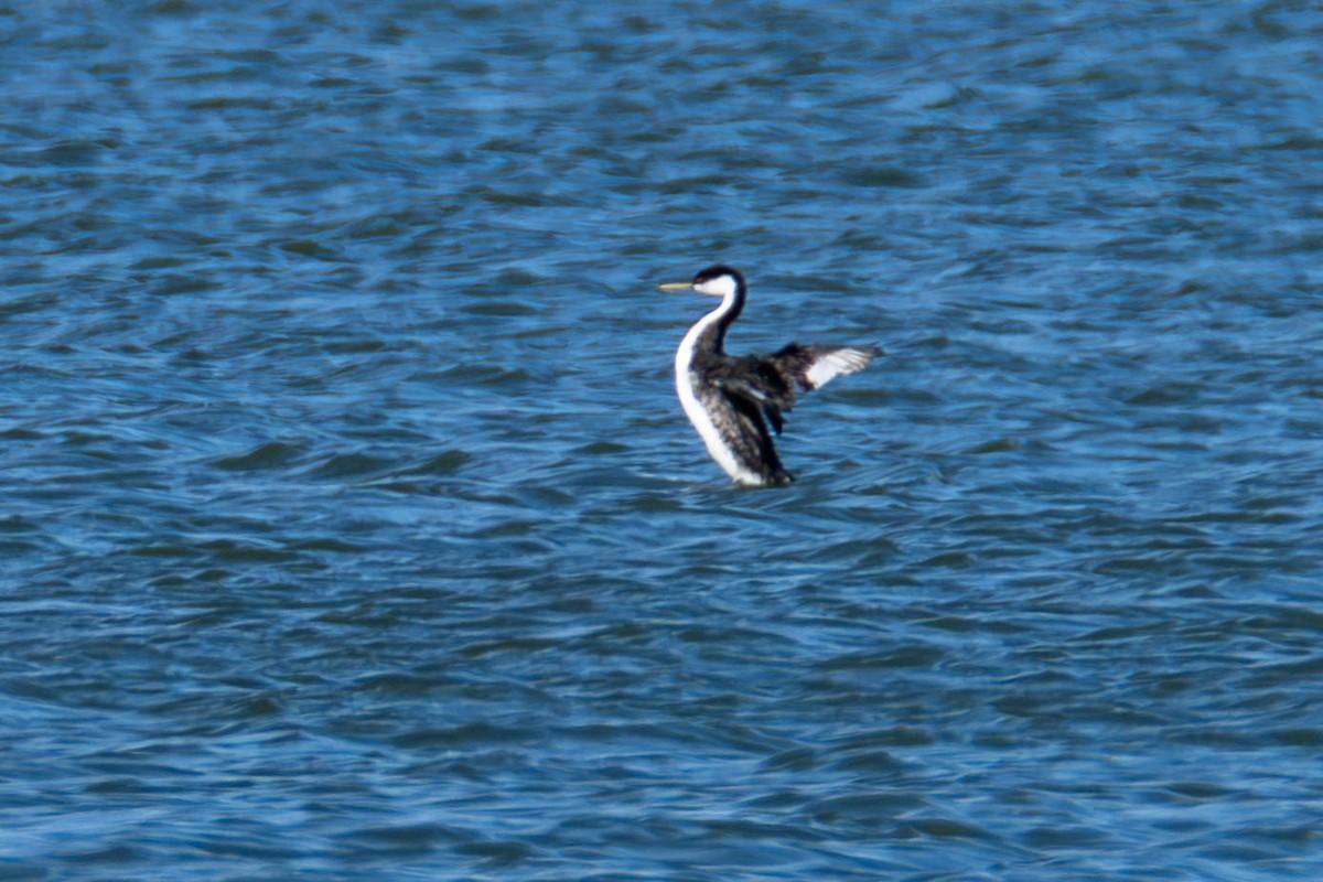 Western Grebe - ML612281724