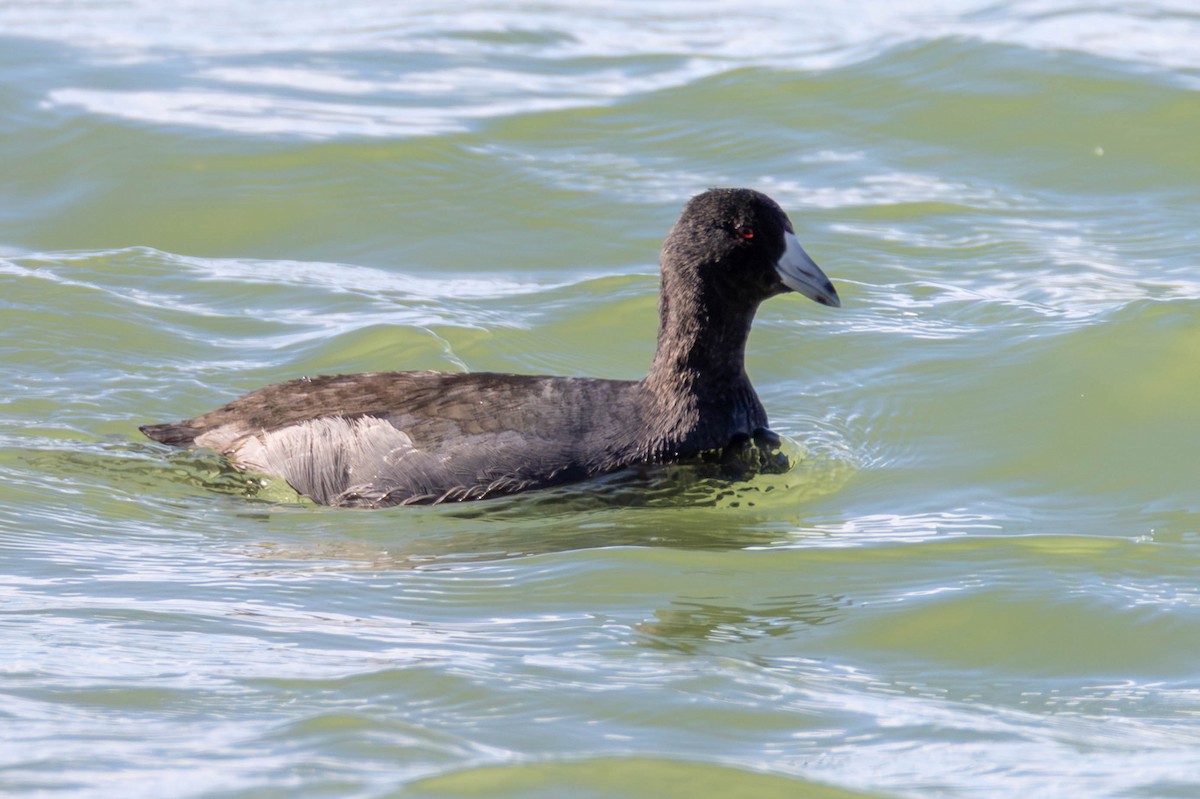 American Coot - ML612281725