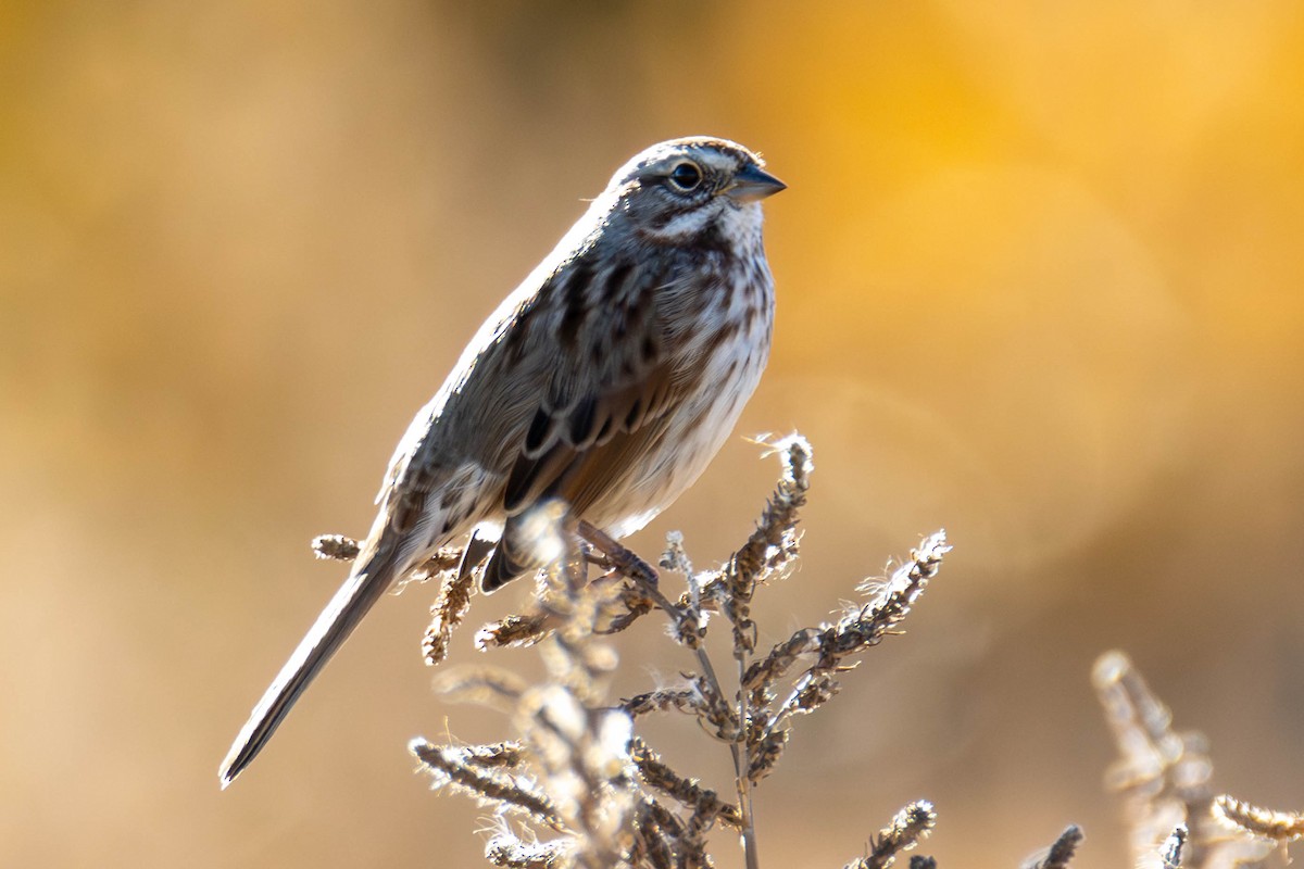 Song Sparrow - ML612281727