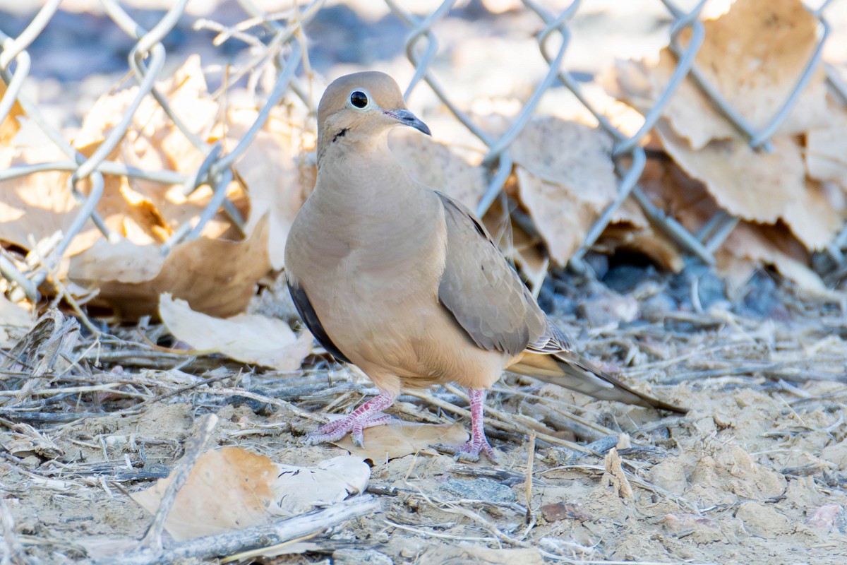 Mourning Dove - James Davis