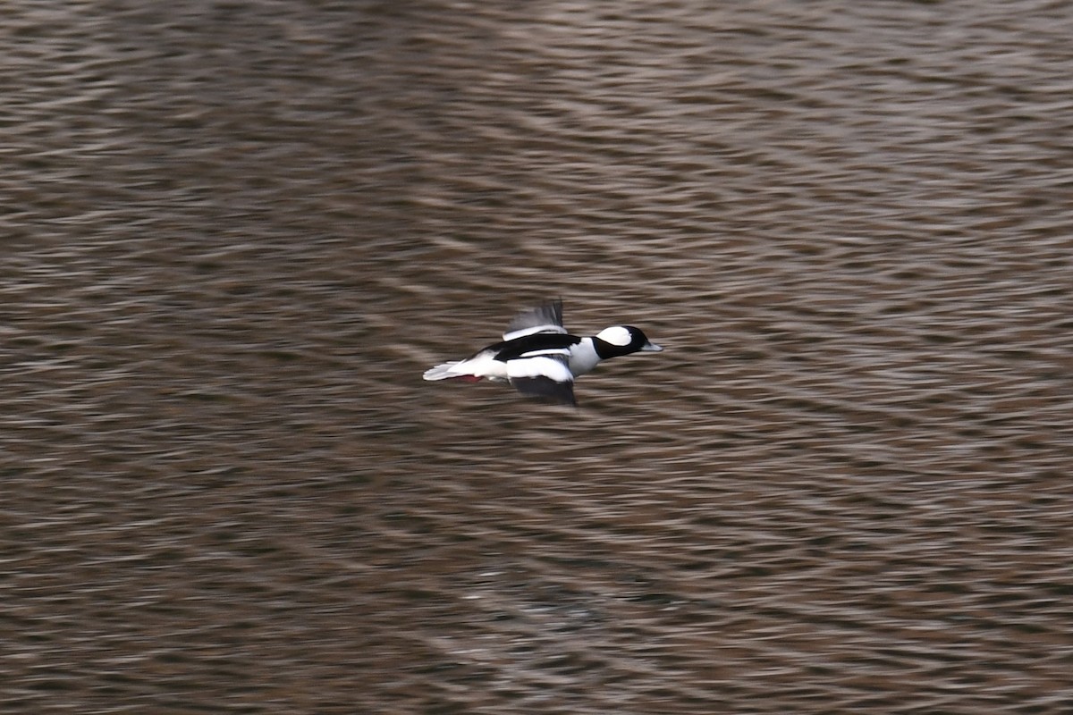 Bufflehead - ML612281836