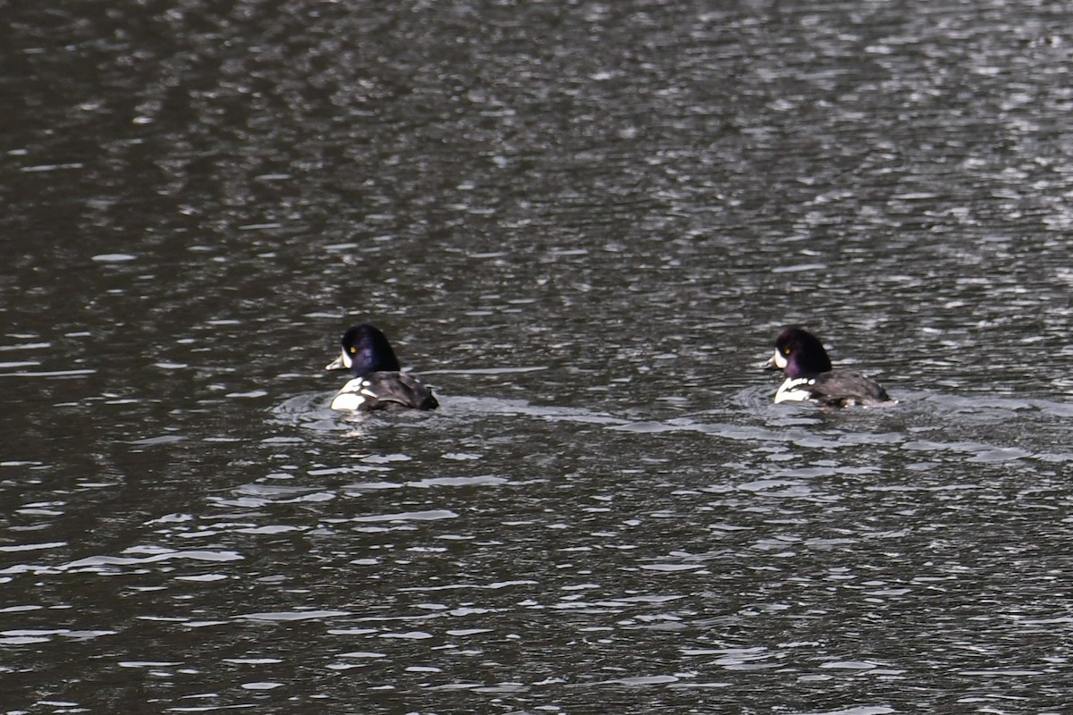 Barrow's Goldeneye - ML612281846