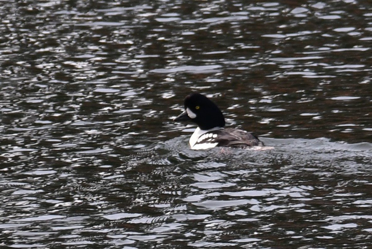 Barrow's Goldeneye - ML612281847