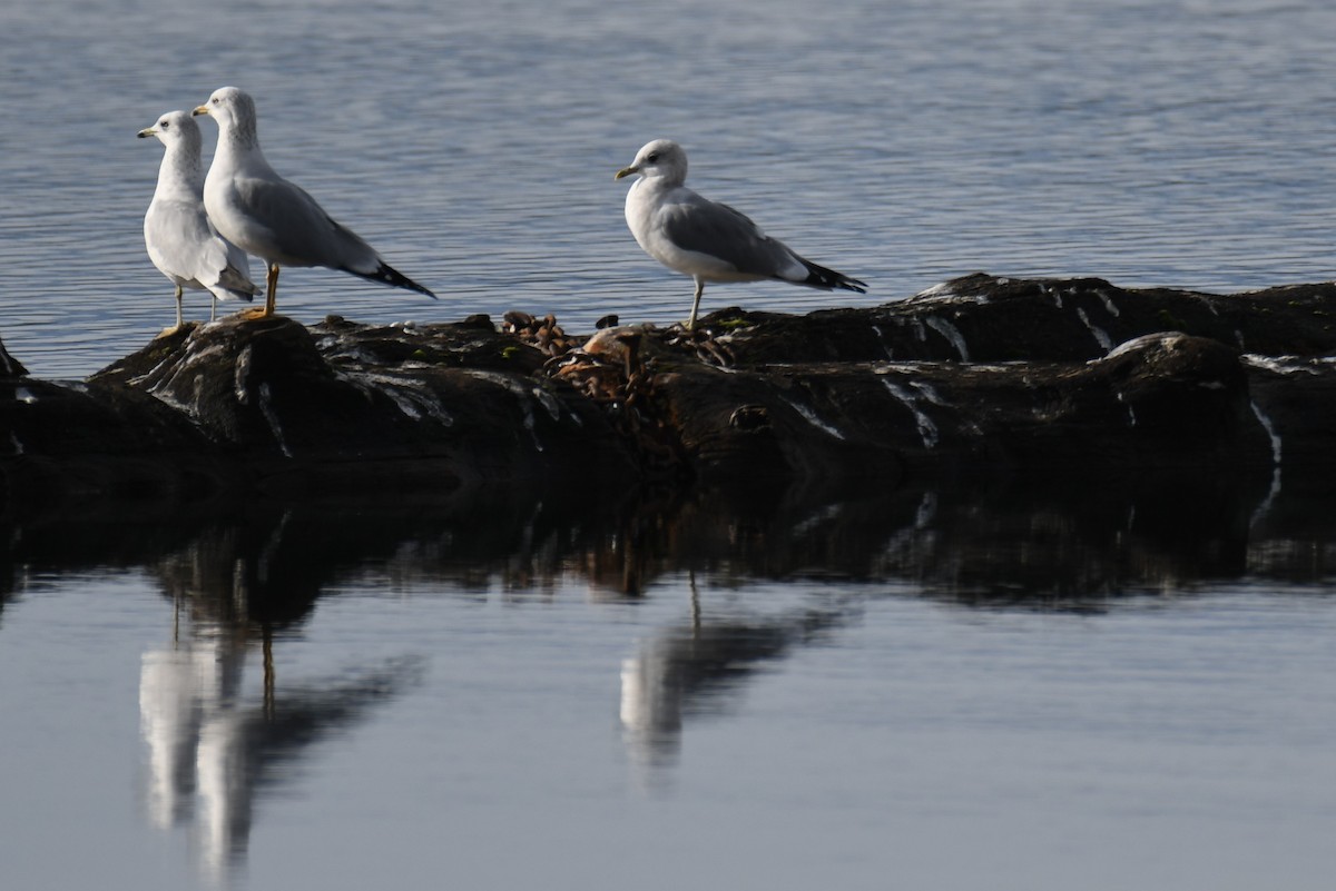 Short-billed Gull - ML612281872