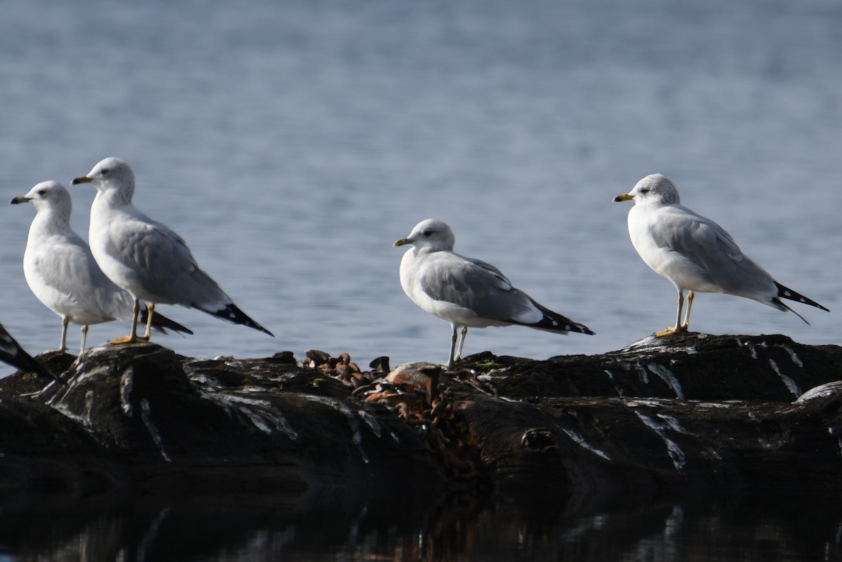 Short-billed Gull - ML612281873